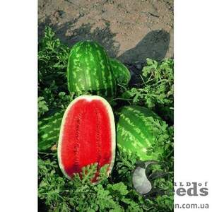 Кавун "Думара" F1 1000 с. Нунемс (Nunhems)