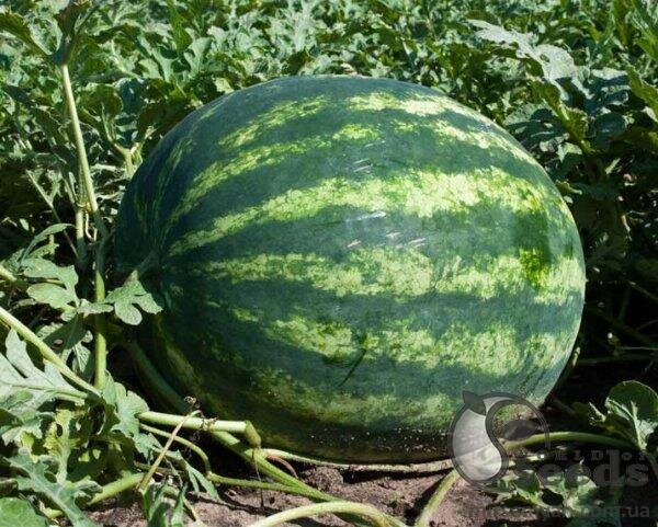 Насіння кавун Насіння кавун
