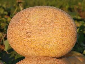 Диня "Амал" F1 1000 с. Клоз (Clause)