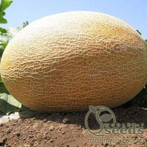 Диня "Амал" F1 1000 с. Клоз (Clause)