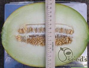 Диня "Амал" F1 1000 с. Клоз (Clause)