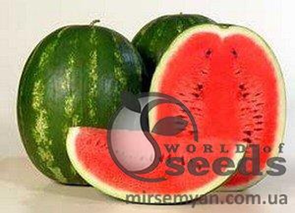 Кавун Карістан 1000 нас. (Syngenta) Кавун Карістан 1000 нас. (Syngenta)