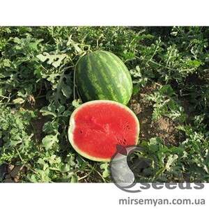 Насіння кавун "Талісман" F1 1000 насінин Нунемс (Nunhems)