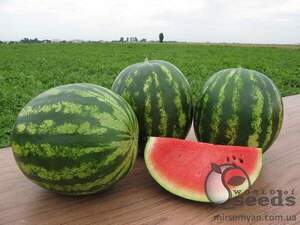 Насіння кавун "Талісман" F1 1000 насінин Нунемс (Nunhems) Насіння кавун "Талісман" F1 1000 насінин Нунемс (Nunhems)