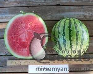 Кавун Кавун