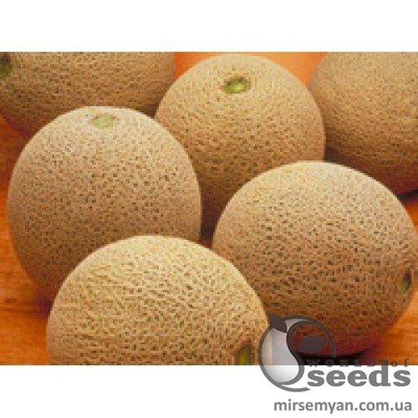 Диня "Сокар" F1 1000 с. Нунемс (Nunhems) Диня "Сокар" F1 1000 с. Нунемс (Nunhems)