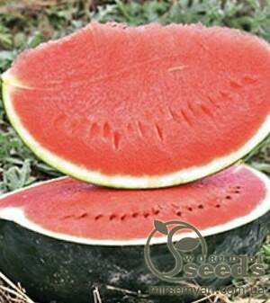 Кавун "Баронеса" F1 1000 с. Рік Цван, (Rijk Zwaan) Кавун "Баронеса" F1 1000 с. Рік Цван, (Rijk Zwaan)