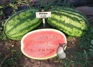 Кавун "Леді" F1 1000 с. Нунемс (Nunhems)
