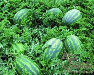 Кавун "Леді" F1 1000 с. Нунемс (Nunhems)