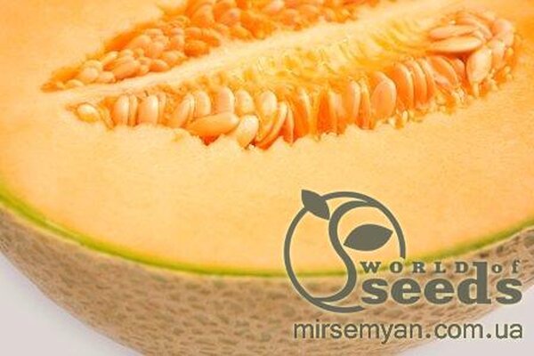 Диня середньо-пізня "Карібіан Кінг" F1 1000c. Рік Цван, (Rijk Zwaan) Диня середньо-пізня "Карібіан Кінг" F1 1000c. Рік Цван, (Rijk Zwaan)