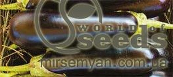 Баклажан Мілєда F1 1 000 нас. (Syngenta) Баклажан Мілєда F1 1 000 нас. (Syngenta)