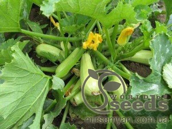 Кабачок Каризма F1 2500 нас. (Syngenta) Кабачок Каризма F1 2500 нас. (Syngenta)