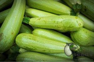 Кабачок Каризма F1 2500 нас. (Syngenta) Кабачок Каризма F1 2500 нас. (Syngenta)