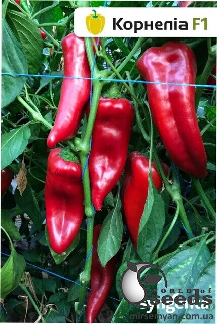 Перець Корнелія F1 500 нас. Syngenta Перець Корнелія F1 500 нас. Syngenta