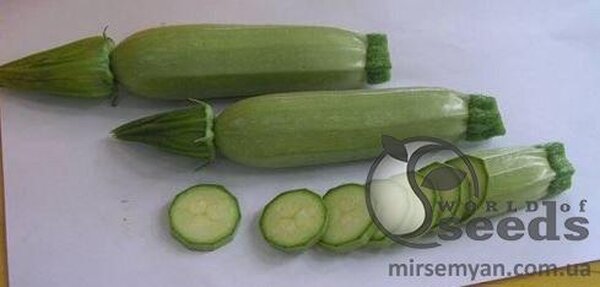 Кабачок  Кабачок