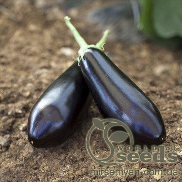 Баклажан Шарапова F1, 100 нас. (Rijk Zwaan) Баклажан Шарапова F1, 100 нас. (Rijk Zwaan)