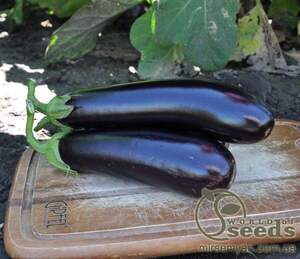 Баклажан Естеле F1, 100 нас. (Rijk Zwaan)