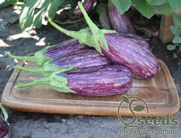 Баклажан Лейра F1 1000 нас. Rijk Zwaan Баклажан Лейра F1 1000 нас. Rijk Zwaan