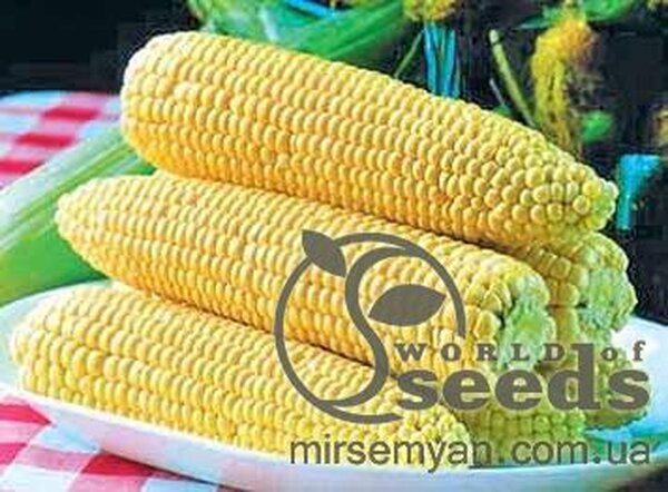 Кукурудза цукрова Спіріт F1 100000 с. (Syngenta) Кукурудза цукрова Спіріт F1 100000 с. (Syngenta)