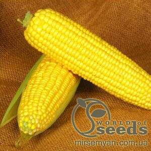 Кукурудза цукрова Оверленд F1 1 кг (Syngenta) Кукурудза цукрова Оверленд F1 1 кг (Syngenta)