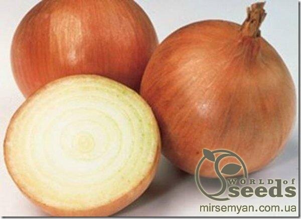 Цибуля Барусо F1 250 000 нас. Syngenta Цибуля Барусо F1 250 000 нас. Syngenta