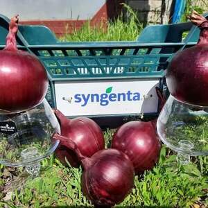 Цибуля Дарко 250 000 нас. Syngenta