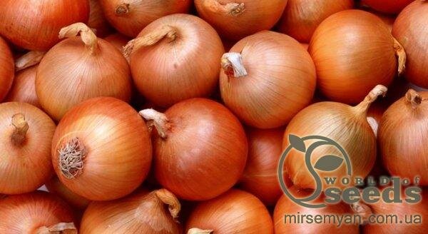 Цибуля "Дайтона" F1 10 000 с. Бейо (Bejo) Цибуля "Дайтона" F1 10 000 с. Бейо (Bejo)