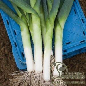 Лука порей "Джампер" F1 10000 с. Бейо (Bejo)