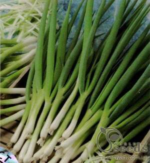 Цибуля "Параде" 10 000 с. Бейо (Bejo)