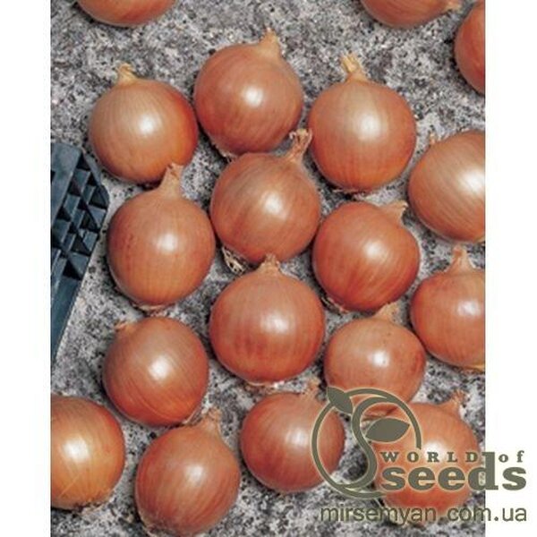 Цибуля ріпчаста "Тамара" 250 000н. Бейо (Bejo) Цибуля ріпчаста "Тамара" 250 000н. Бейо (Bejo)