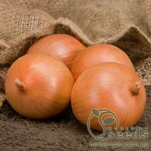 Цибуля "Сафран" F1 250 000 с. Бейо (Bejo)