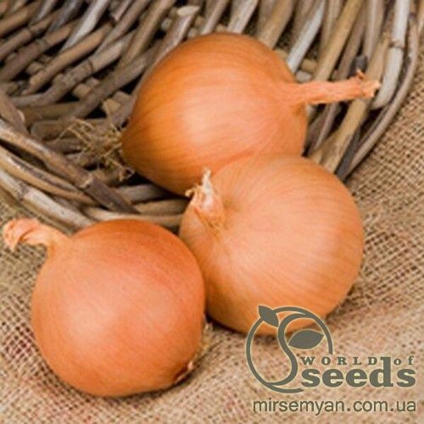 Цибуля Цибуля