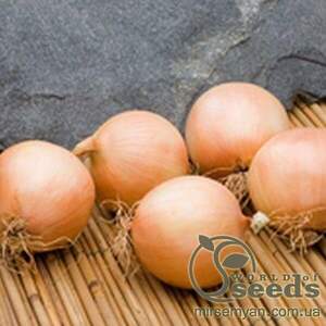 Цибуля "Дербі" F1 250 000 с. Бейо (Bejo)