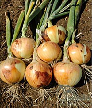 Цибуля "Шерман" F1 250 000 с. Бейо (Bejo)