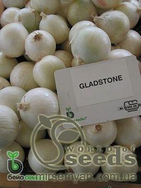 Цибуля "Глєдстоун" prime F1 10 000 с. Бейо (Bejo) Цибуля "Глєдстоун" prime F1 10 000 с. Бейо (Bejo)