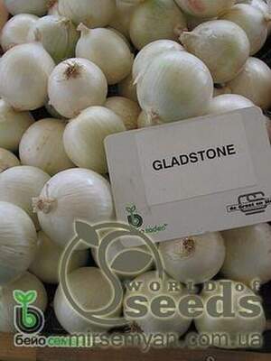 Цибуля "Глєдстоун" F1 250 000 с. Бейо (Bejo)