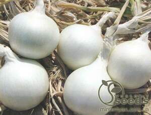 Цибуля "Айсперл" F1 250 000 с. Бейо (Bejo)