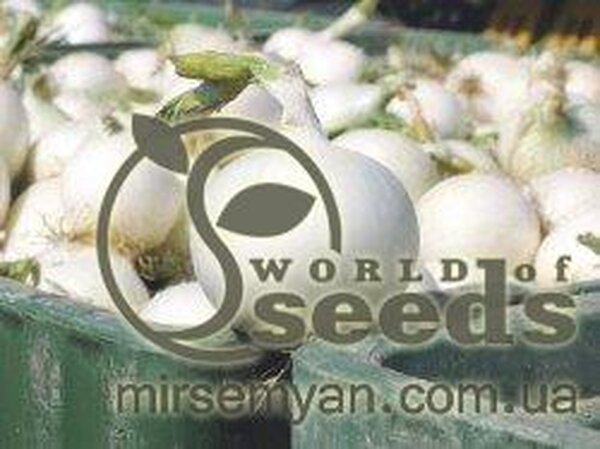 Цибуля Цибуля