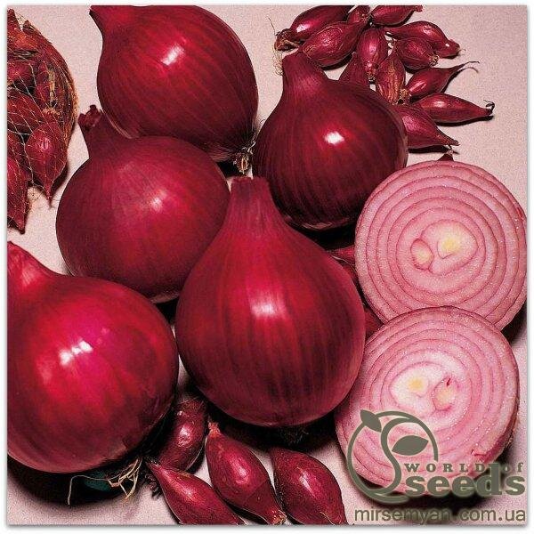 Цибуля Цибуля