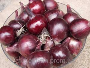 Цибуля "Робін / Robin" 250 000 с. Бейо (Bejo)