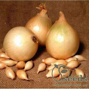 Цибуля озима "Радар / Radar" 250 000 с. Бейо (Bejo)