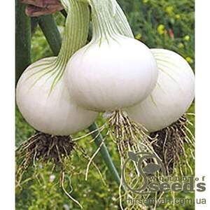 Цибуля "Хієло / Hielo" 250 000 с. Бейо (Bejo)