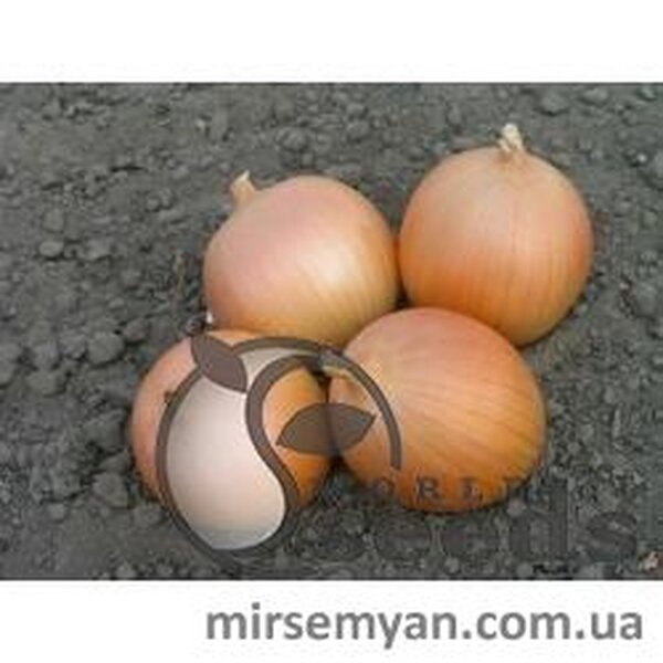 Цибуля "Сабросо" F1 1 000 000 с. Нунемс (Nunhems) Цибуля "Сабросо" F1 1 000 000 с. Нунемс (Nunhems)