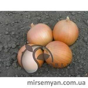 Цибуля "Сабросо" F1 100 000 с. Нунемс (Nunhems)