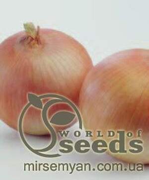 Цибуля "Універсо" F1 100 000 с. Нунемс (Nunhems)