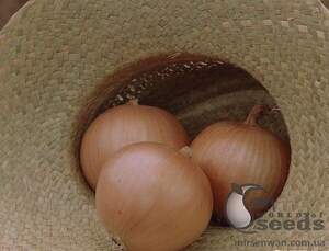 Цибуля "Універсо" F1 100 000 с. Нунемс (Nunhems)