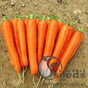 Морква "Лагуна" F1 (1,6-1,8 мм.) Primed !!! 100000 с. Нунемс (Nunhems)
