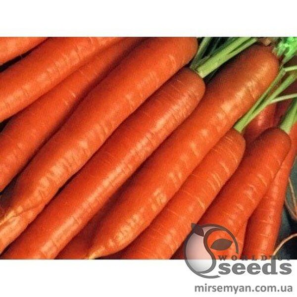 Морква Морква