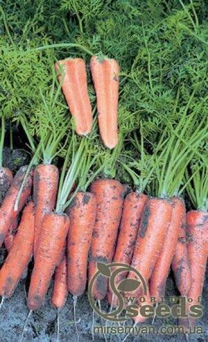Морква "Канада/Canada" F1 (1,6-1,8мм) 25 000 с. Бейо (Bejo)