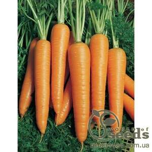 Морква "Віта Лонга" F1 50 г Бейо (Bejo)